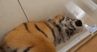 Dieren Voedsel Tijger Gifs vent probeert 