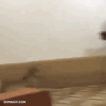 Dieren Liefde Sneeuw Tijger Omhelzing Gifs sprong 