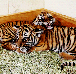 Baby GIF. Dieren Verward Baby Tijger Gifs Welpen 