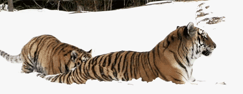 Dieren Liefde Sneeuw Tijger Omhelzing Gifs sprong 