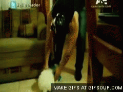 Tijger GIF. Dieren Tijgers Tijger Gifs 