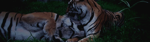 Dieren Tijger Gifs 