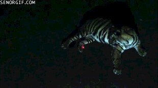 Dieren Tijger Gifs 