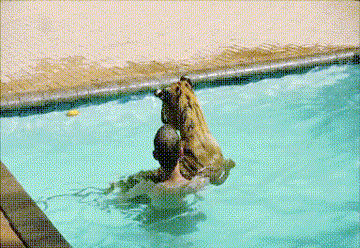 Dieren Tijger Gifs achterdochtig poot klauwen 