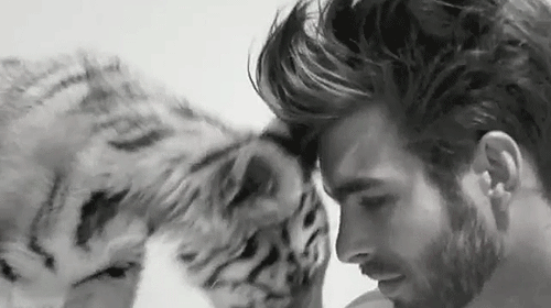Dieren Tijger Gifs wakker 