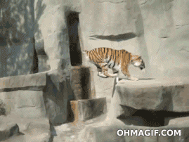 Tijger GIF. Dieren Tijger Gifs Gebrul 