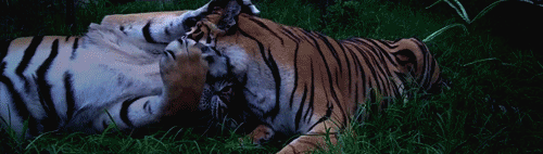 Dieren Tijger Gifs handtastelijkheden relaxed 