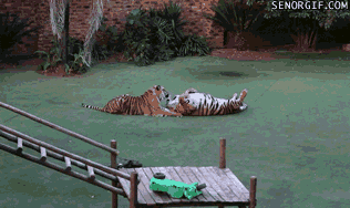 Dieren Natuur Wild gebit Tijger Gifs gebrul bakkebaarden 