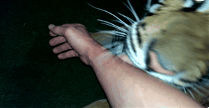 Tijger GIF. Dieren Schattig Tijger Gifs Kind 