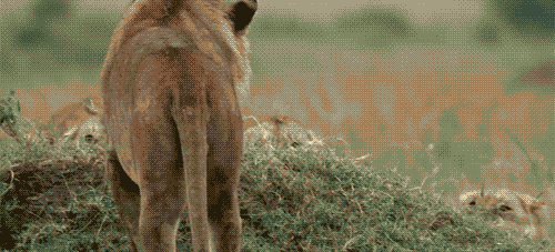 Dieren Tijger Gifs 