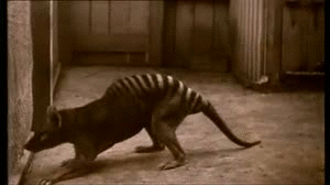 Tijger GIF. Dieren Tijger Gifs Omhoog Ontwaken 