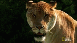 Tijger GIF. Dieren Tijger Gifs Het+liggen Naadloos Ademhaling 