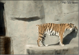 Dieren Water Tijger Blauw Gifs dier 