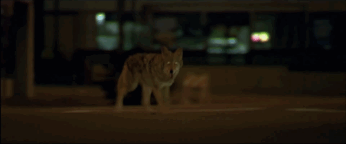Tom Cruise GIF. Gifs Filmsterren Tom cruise Reactie Gek Lachend 