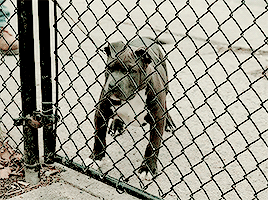 Tom Hardy GIF. Gifs Filmsterren Tom hardy 
