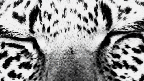 Dieren Zebra Gifs 