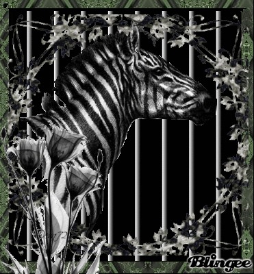 Dieren Zebra Gifs 