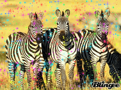 Dieren Zebra Gifs 