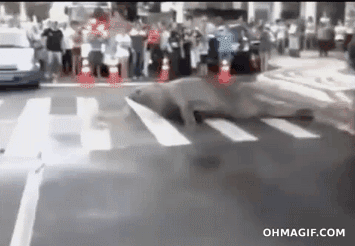 Dieren Zebra Gifs 