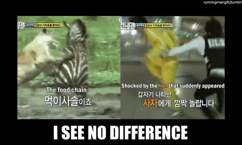 Dieren Zebra Gifs 