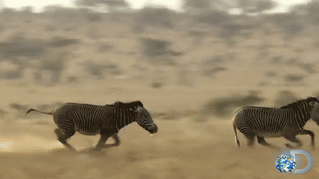Dieren Zebra Gifs dier Cheezburger 