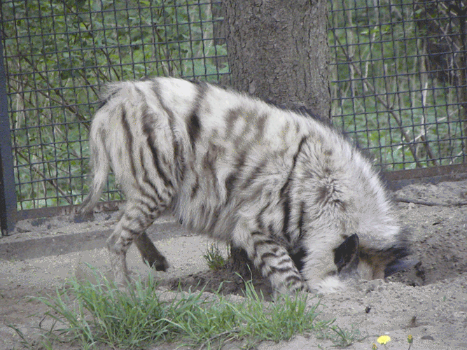 Dieren Zebra Gifs 