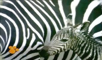 Dieren Zebra Gifs 