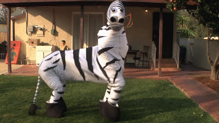 Dieren Zebra Gifs verdovend+middel 