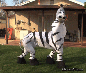 Zebra GIF. Dieren Zebra Memes Gifs 