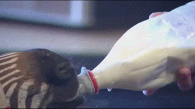 Dieren Grappig Meisje Eten Zebra Tv Haar Gifs 