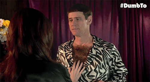 Dieren Zebra Gifs 