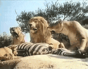 Zebra GIF. Dieren Zebra Leeuw Gifs Het+eten Disneyland 