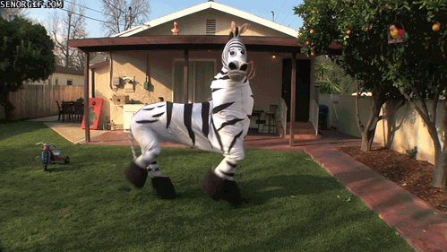 Dieren Dansen Zebra Tv Gifs koel kostuum 