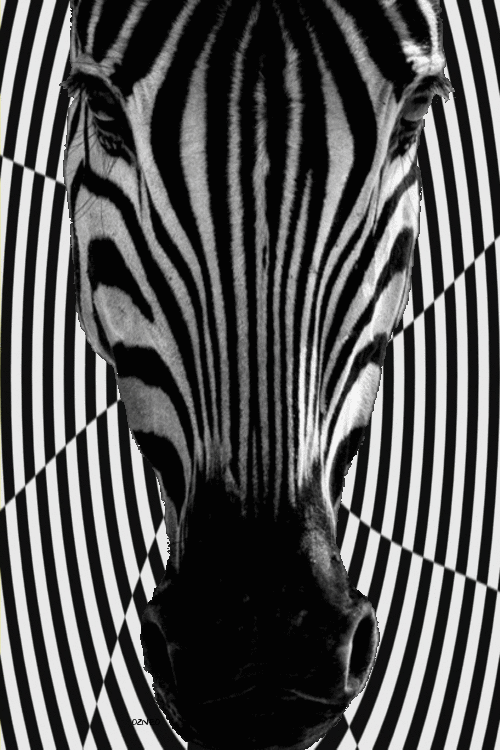 Dieren Zebra Gifs trippy psychedelische 