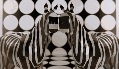 Dieren Zebra Gifs 