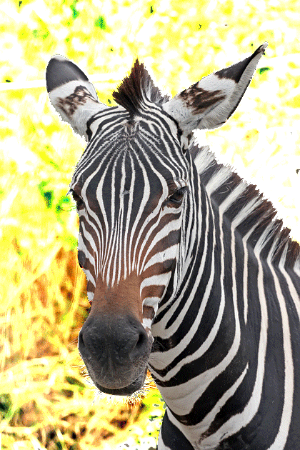 Dieren Zebra Gifs 