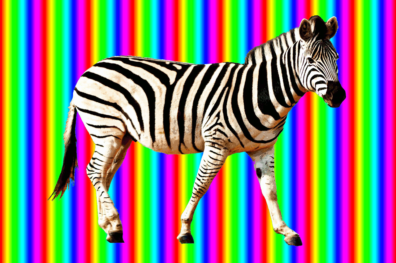 Dieren Zebra Gifs 