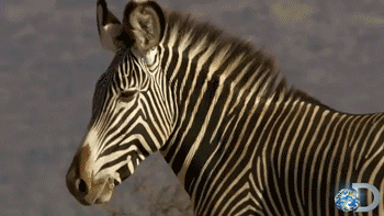 Dieren Zebra Tv Gifs 