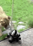 Zebra GIF. Dieren Zebra Gifs 