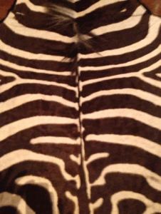 Zebra GIF. Dieren Zebra Gifs Winkel 