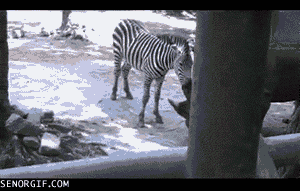 Zebra GIF. Dieren Zebra Neushoorn Gifs Snuiven Vreemd Bevestiging 