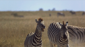 Dieren Zebra Gifs brutaal schop 