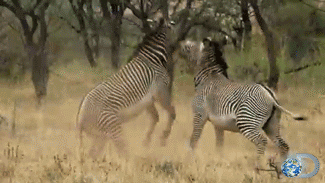 Dieren Zebra Gifs brutaal schop 