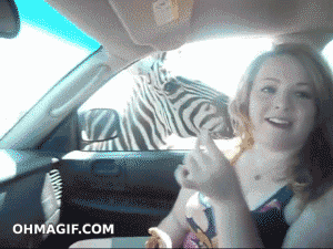 Zebra GIF. Dieren Grappig Meisje Eten Zebra Tv Haar Gifs 