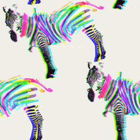 Zebra GIF. Dieren Zebra Gifs 