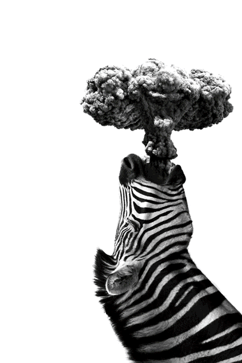 Dieren Zebra Schattig Gifs 