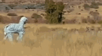 Dieren Zebra Gifs 