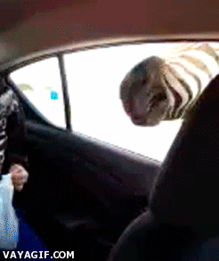 Zebra GIF. Dieren Zebra Voedsel Gifs Kind 
