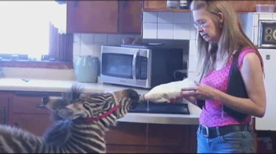 Dieren Zebra Neushoorn Gifs snuiven vreemd bevestiging 