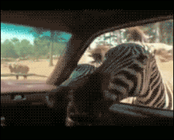 Zebra GIF. Dieren Zebra Hallo Gifs Mislukken 